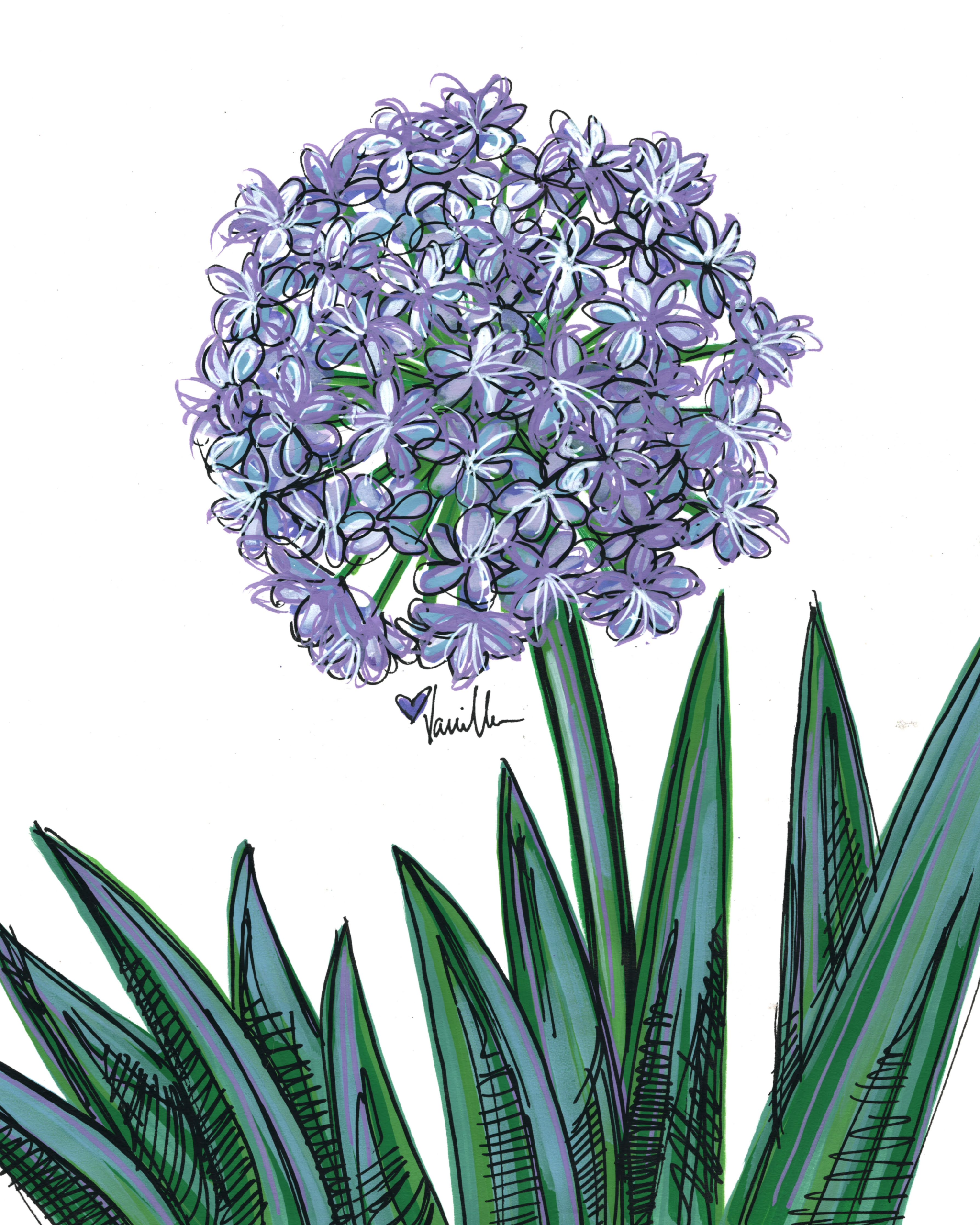 Lily of the Nile