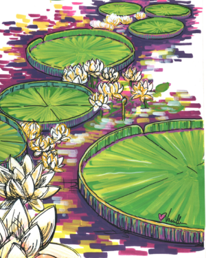 Water Lilies