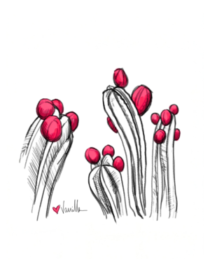 Mexican Apple Cactus (Inktober Day 1)