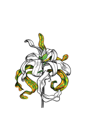 Ram's Horn Croton (Inktober 9)