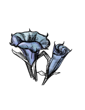 Datura (Inktober 7)