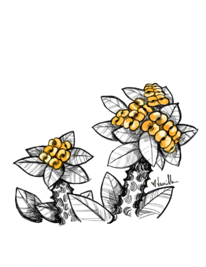 Crown of Thorns (Inktober Day 2)