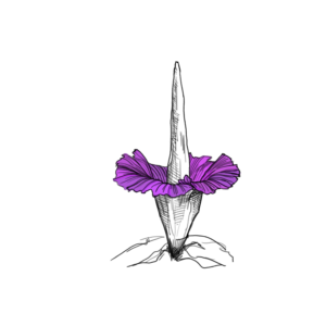 Corpse Flower (Inktober 8)